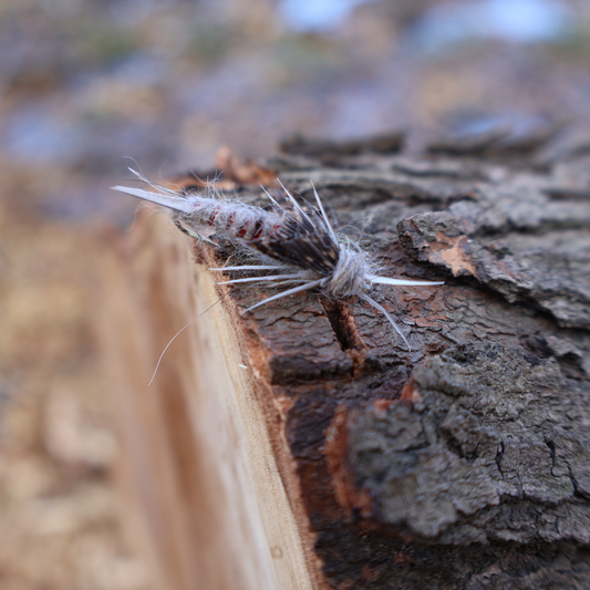 Stonefly Nymphs