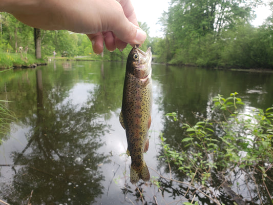 Spring Awakening: A Guide to Midwest Trout Fly Fishing