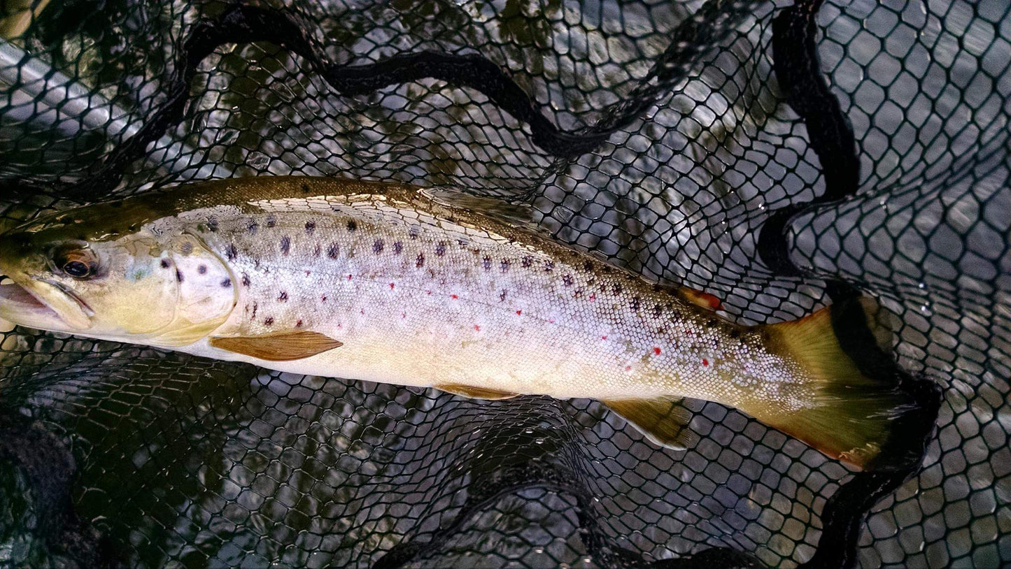 Trout Sampler Box