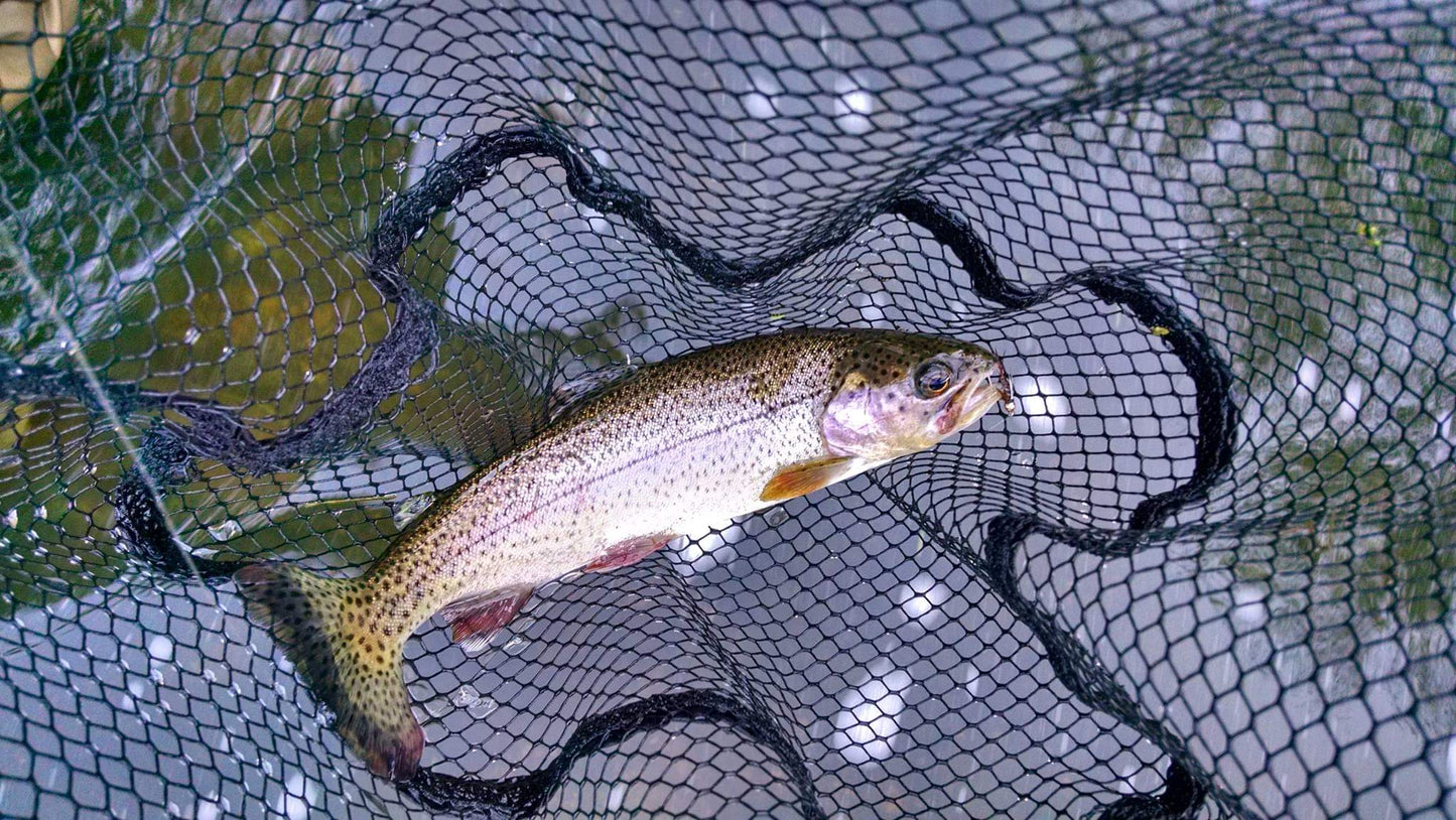 Trout Sampler Box